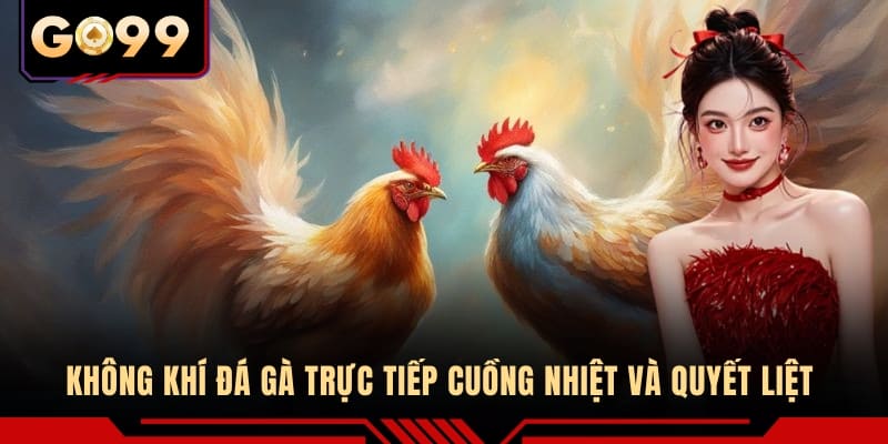 Không khí đá gà trực tiếp cuồng nhiệt và quyết liệt 